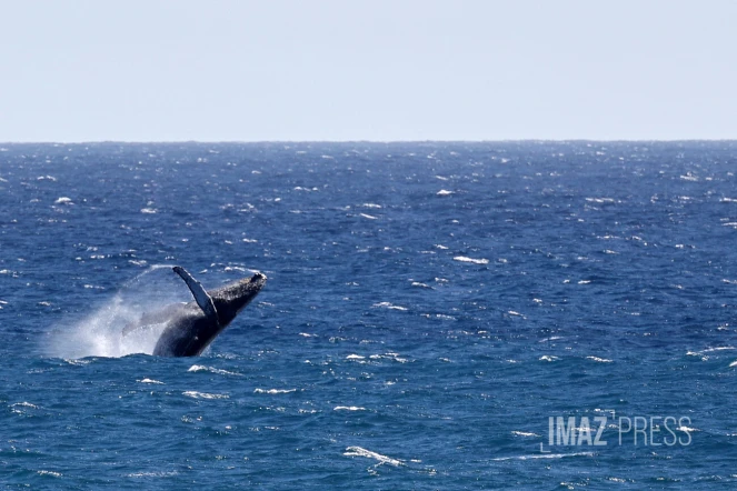 Baleines saint-denis 