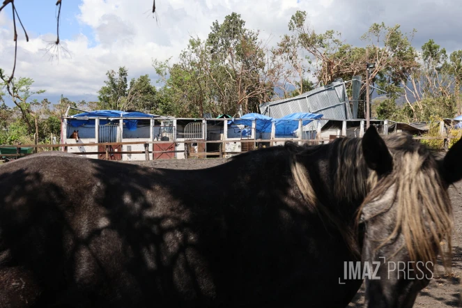 cyclone garance chevaux 