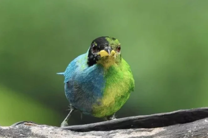 Photo publiée par le photographe amateur colombien John Murillo montrant un Tangara émeraude (Chlorophane spiza) dans une réserve du département de Caldas, dans le centre-nord de la Colombie, le 22 mai 2022