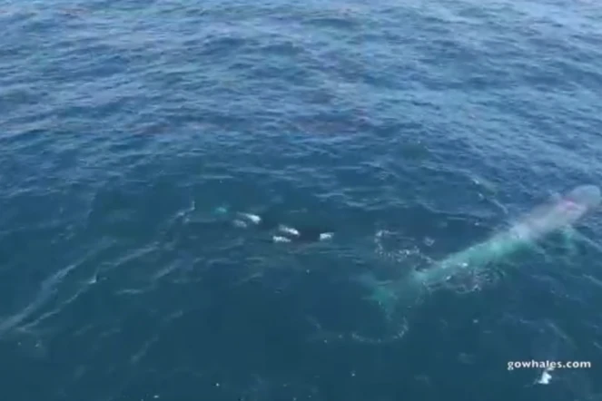 En Californie, des orques attaquent une baleine bleue 