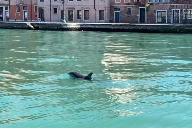 Italie : des dauphins observés dans le Grand canal de Venise 