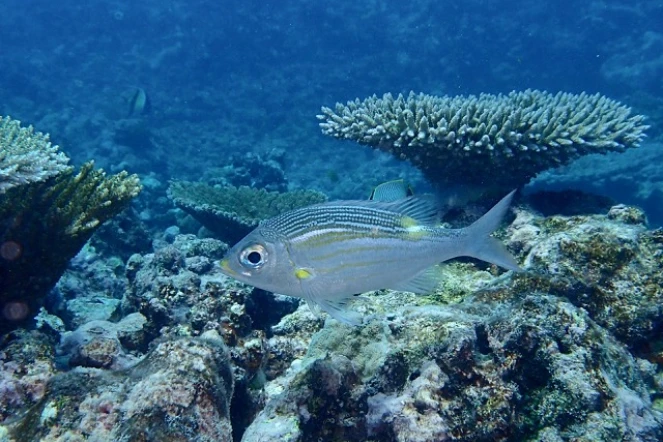 Des scientifiques étudient les récifs coralliens des I'Îles Eparses