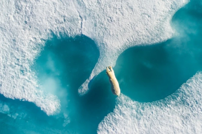Above the Polar bear, Drones awards, Florian Ledoux