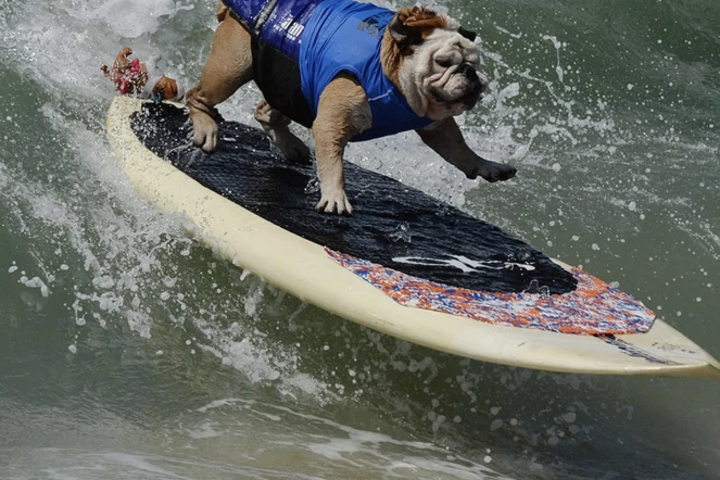 Californie : des chiens s'affrontent sur les vagues au championnat du monde de surf canin [?]