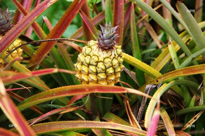 Ananas