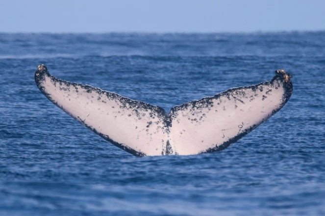 Belle moisson de caudales de baleines à Saint-Gilles 