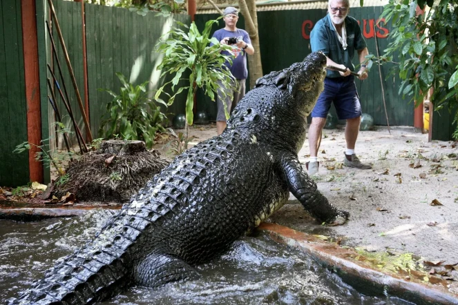 Cette photo fournie par Marineland Melanesia a été prise le 19 mai 2010. Elle montre George J. Craig nourrissant le crocodile Cassius.