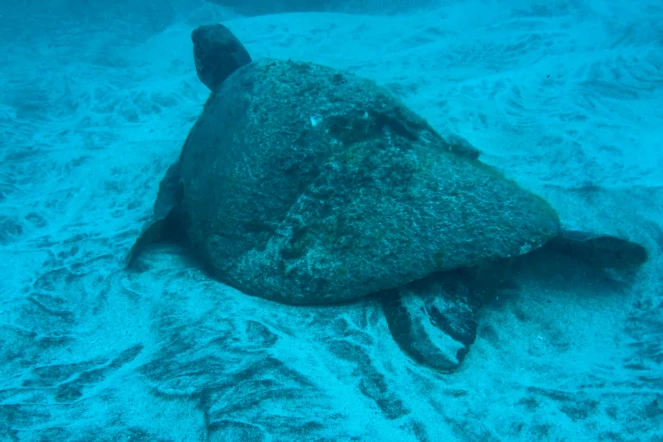 Tortue blessée