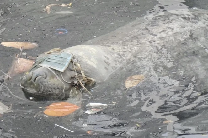 éléphante de mer bibi retrouvée morte