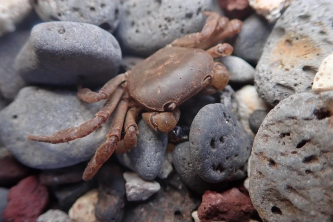 Epigrapsus Politus : une nouvelle espèce de crabe découverte à La Réunion