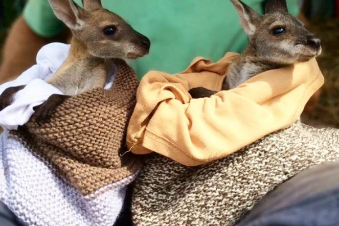 La Réunion au secours des bébés kangourous avec des pochons