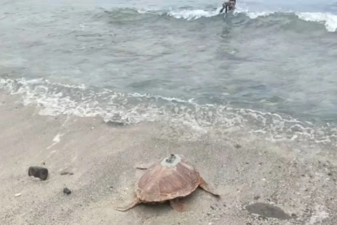 Kélonia : la tortue Cassandre a retrouvé l'océan