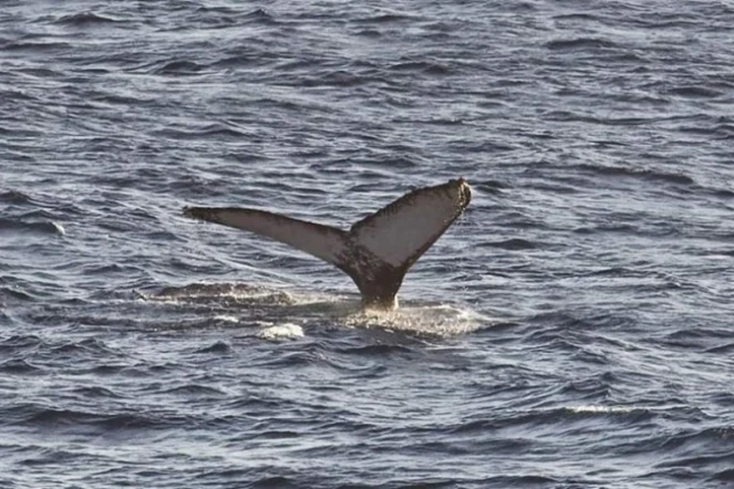 baleine à bosse globice