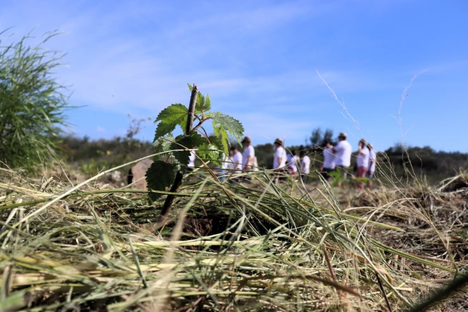 "Nout foret, nout péi" : 140 arbres plantés sur le littoral de Saint-Leu [?]