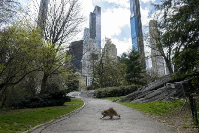 Un raton laveur se promène dans un Central Park presque désert le 16 avril 2020