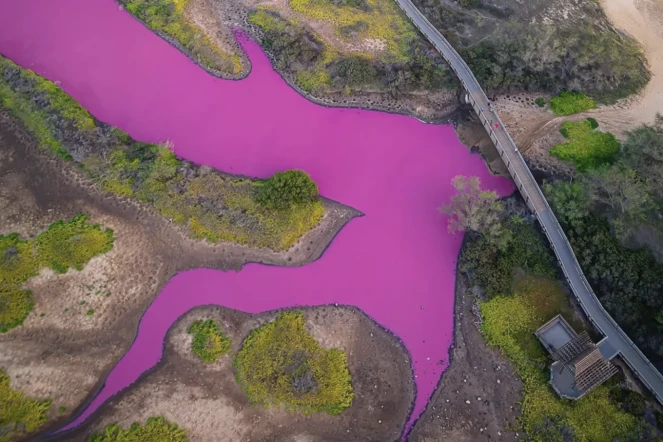 Hawaï : un étang devient mystérieusement... rose fluo