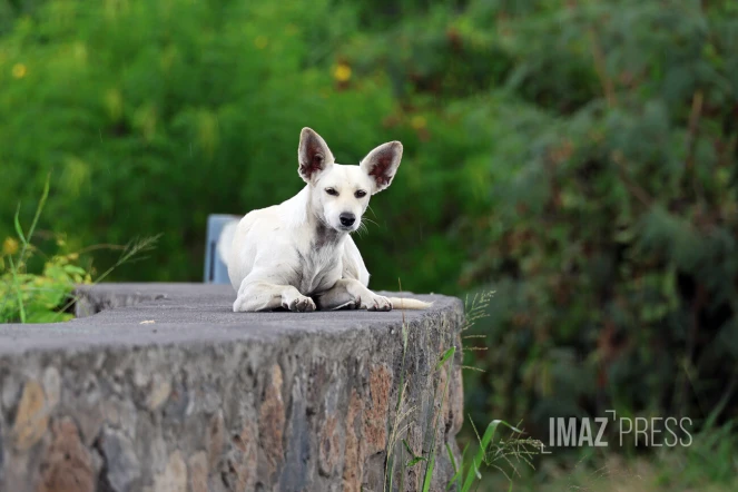 chien errant 