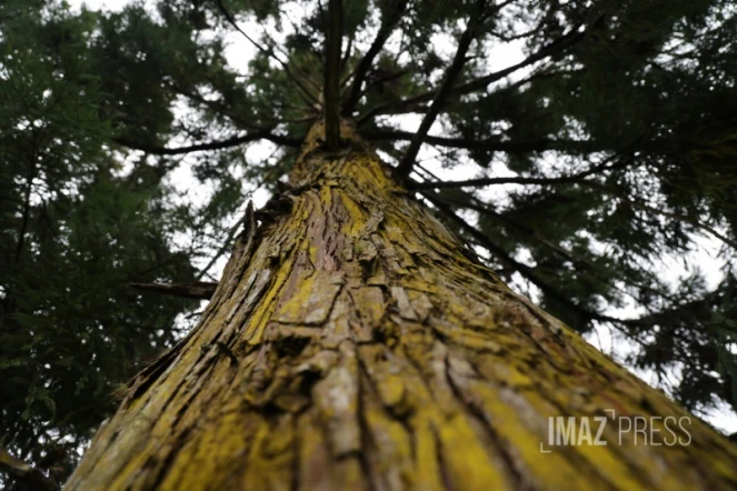  Forêt de Cryptomerias