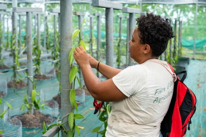 Des ombrières photovoltaïques pour la culture de la vanille à La Réunion