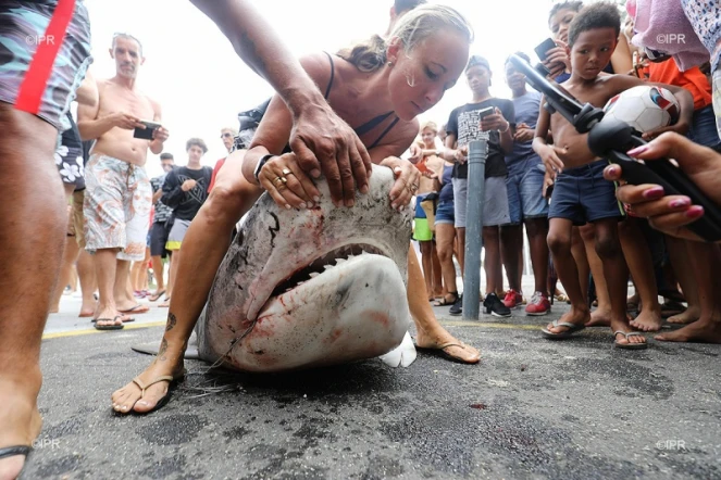 Hommage victimes requins 