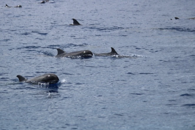  Un millier de dauphins observés au large de Saint-Pierre