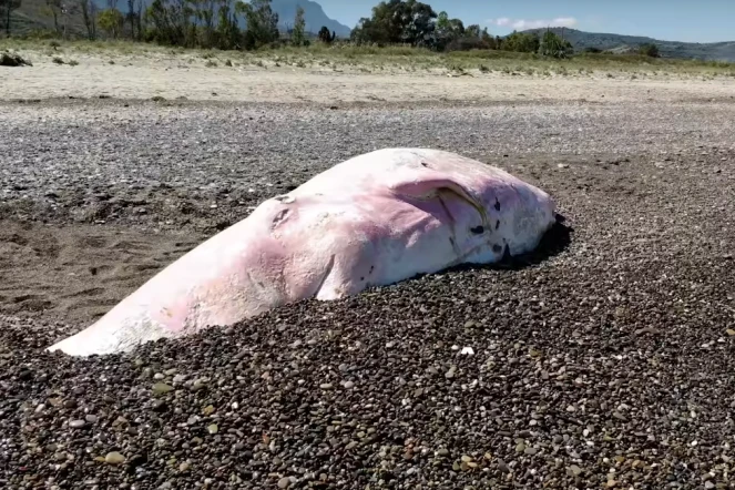 Une baleine retrouvée morte en Sicile avec l'estomac rempli de plastique