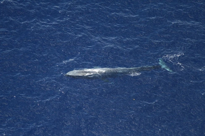 Baleines bleues