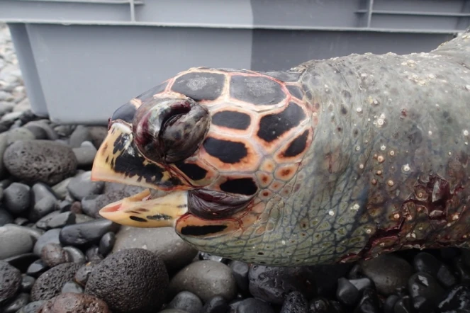 Une jeune tortue imbriquée retrouvée échouée au Barachois