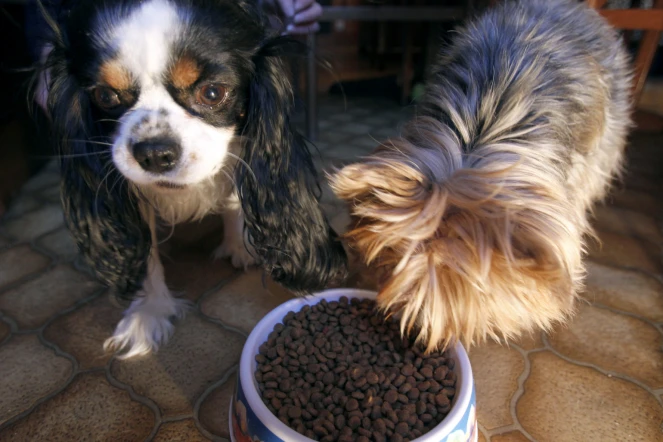 De nombreuses références de croquettes pour chats et chiens rappelées à La Réunion [?]