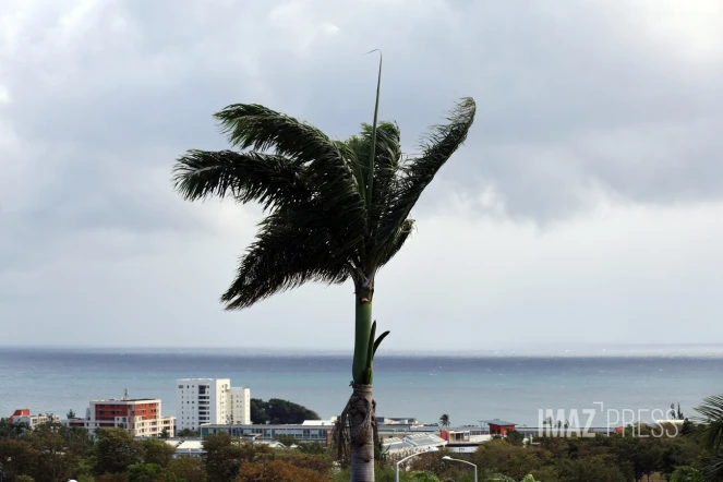 paysage palmier météo 