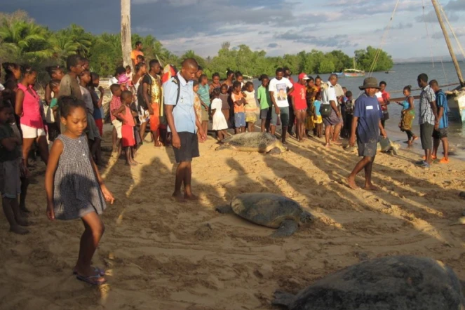 Tortues sauvées du braconnage à Madagascar