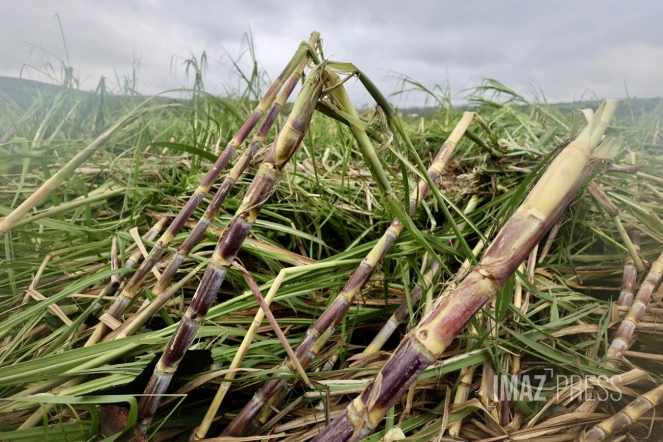 Garance : La Réunion, l'île en phase de sauvegarde