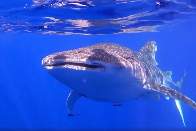 Un requin-baleine observé par les équipes de Globice au large de la Grande Chaloupe