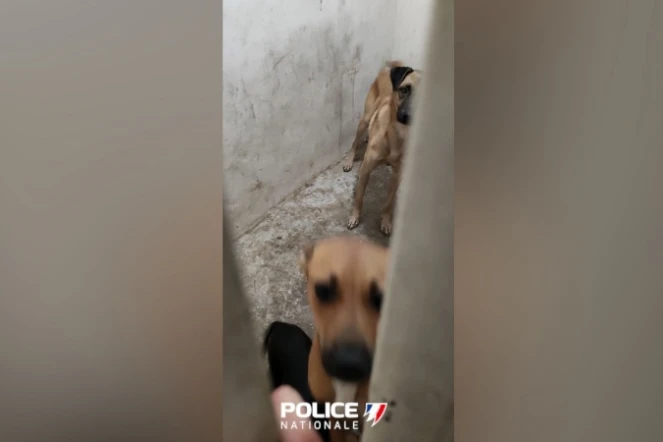 Saint-Denis : la police sauve trois chiens laissés dans une cave 