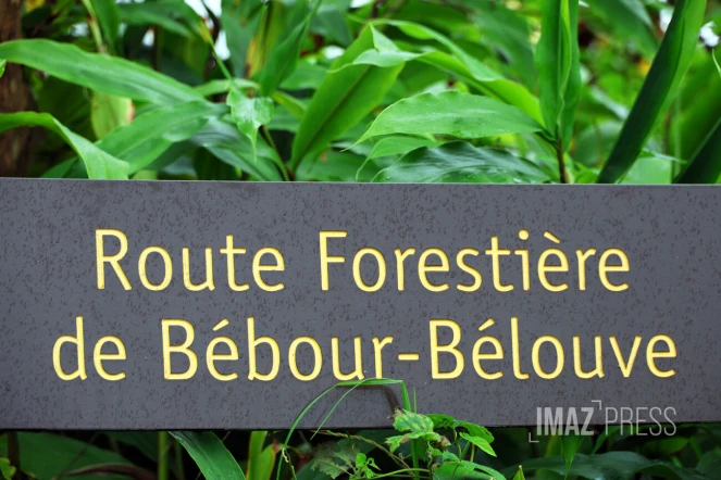 forêt de bébour bélouve 