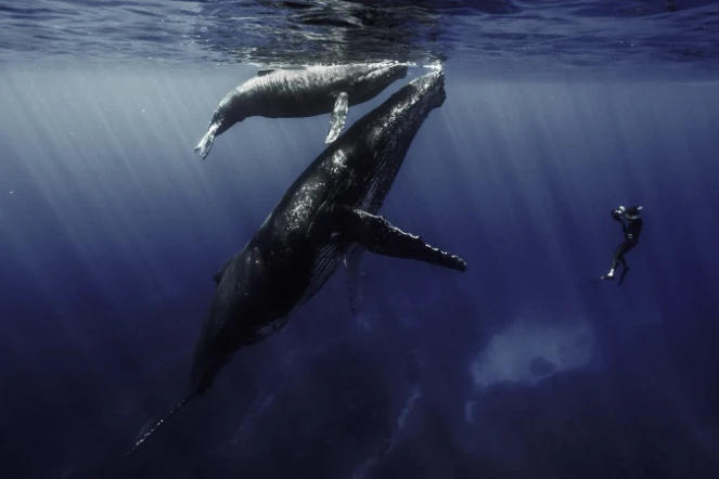 Film Quand baleines et tortues nous montrent le chemin Rémy Tézier