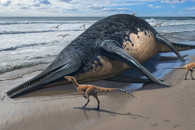 An illustration of a washed-up Ichthyotitan severnensis carcass on the beach. Pic: PA 