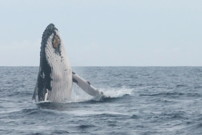 Baleine photographiée à saint-pierre par globice 28 juillet 2020