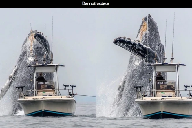 Une baleine à bosse saute à quelques mètres d'un bateau de pêcheur