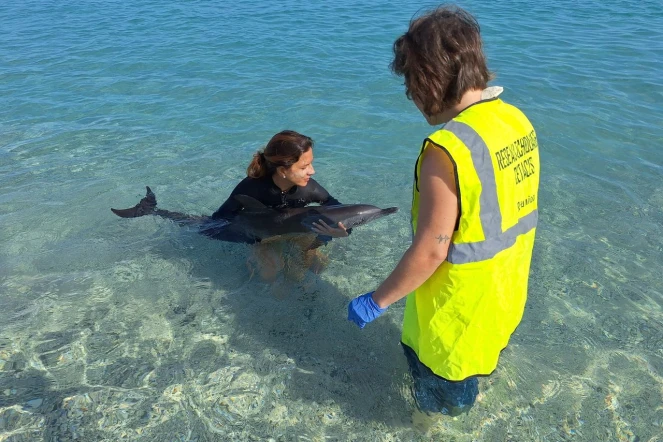 Saint-Gilles : retrouvé échoué aux Roches-Noires, un dauphin juvénile a pu regagner l'océan