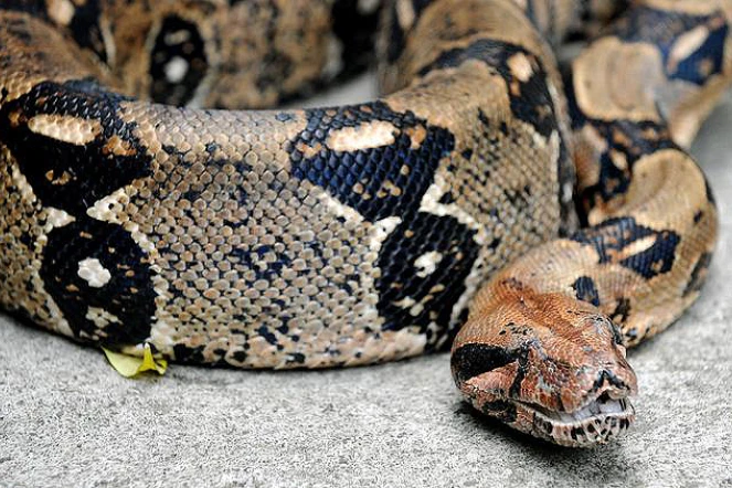 BOA 
