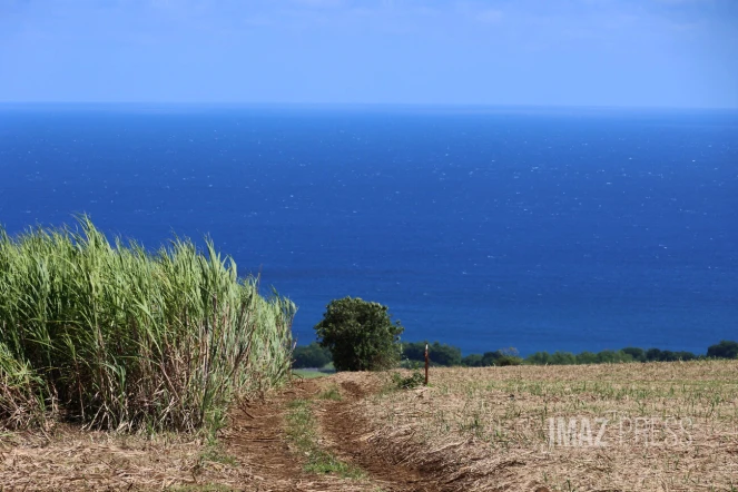 canne à sucre