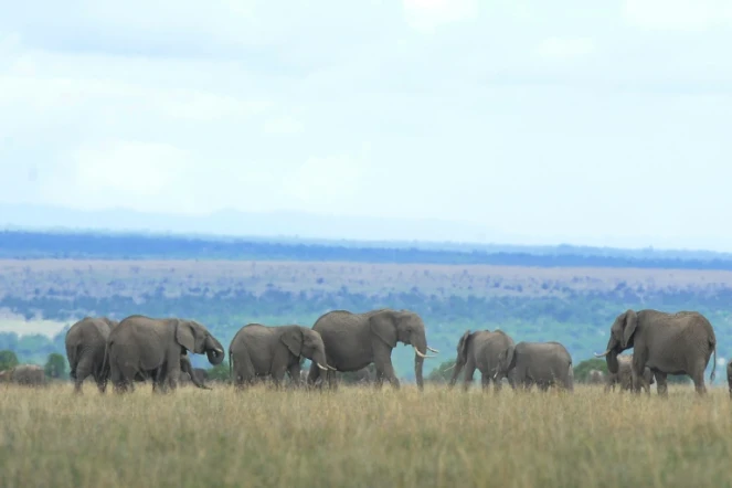 Eléphants dans la réserve Ol Pejeta, au Kenya, le 28 avril 2016