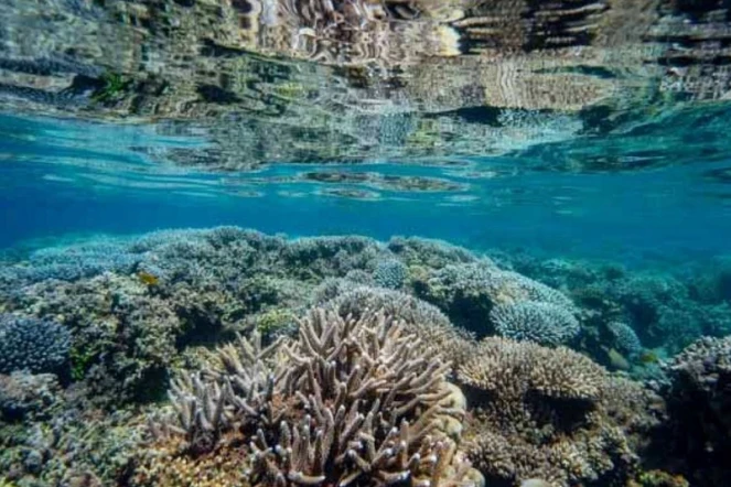 Mayotte : le récif corallien en période de sursis