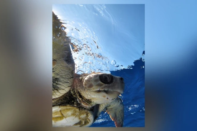 La tortue Tina poursuit son périple dans le Golfe persique