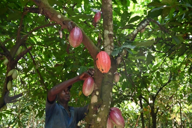 Récolte de cabosses de cacao dans une plantation près de Guiglo, dans l'ouest de la Côte d'Ivoire, le 10 octobre 2020