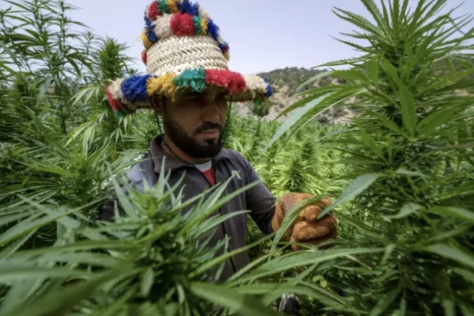 Un agriculteur vérifie la récolte de cannabis à Mansoura, dans la région de Chefchaouen, au sud-est de Tanger, le 18 juillet 2024 ( AFP / FADEL SENNA )