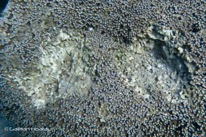 Lagon de Saint-Pierre : des bénitiers pillés à même le corail