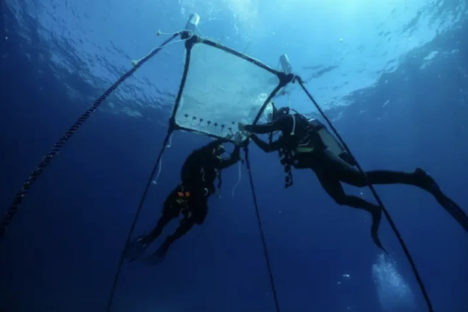 Des chercheurs installent dans les eaux de la méditerranée une pépinière flottante de corail, au large d'Ayia Napa, dans le sud-est de l'île de Chypre, le 20 juin 2024 ( AFP / Emily IRVING-SWIFT )