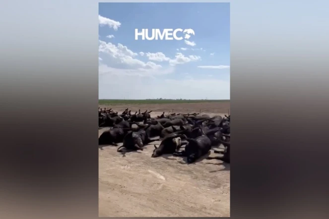 Kansas : 2.000 bovins meurent à cause des fortes chaleurs 